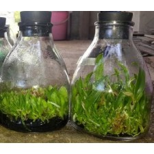 Bình nuôi cấy kèm nút cao su