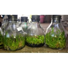 Bình nuôi cấy mô